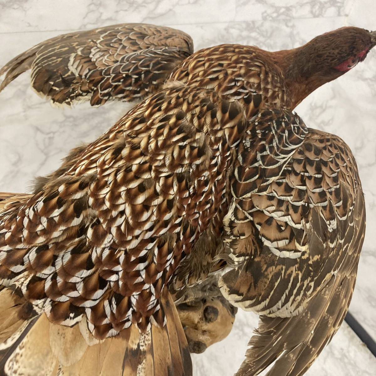 AI2619 剥製金鶏鳥 珍品 動物 昭和レトロ オブジェ 置物