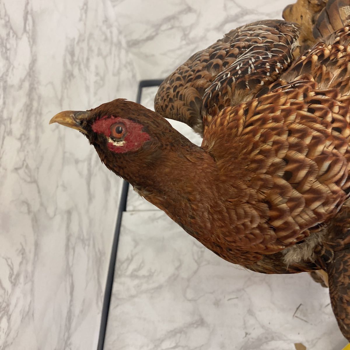 AI2619 剥製金鶏鳥 珍品 動物 昭和レトロ オブジェ 置物