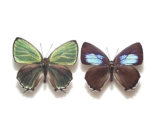 外国産蝶標本 メガネトリバネアゲハ A-♀ オーストラリア 産(虫類