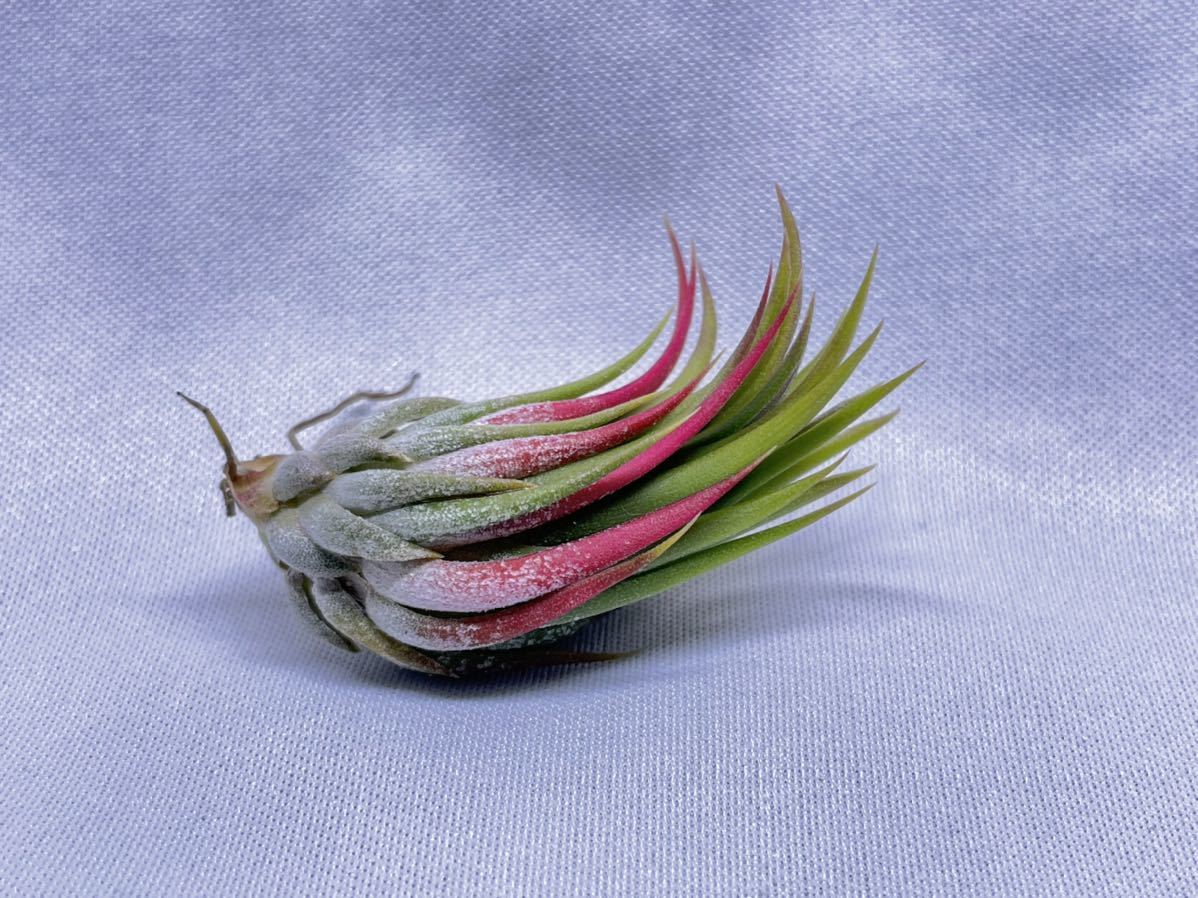 Tillandsia ionantha 'Haselnuss' Koehres Tillandsia ionantha