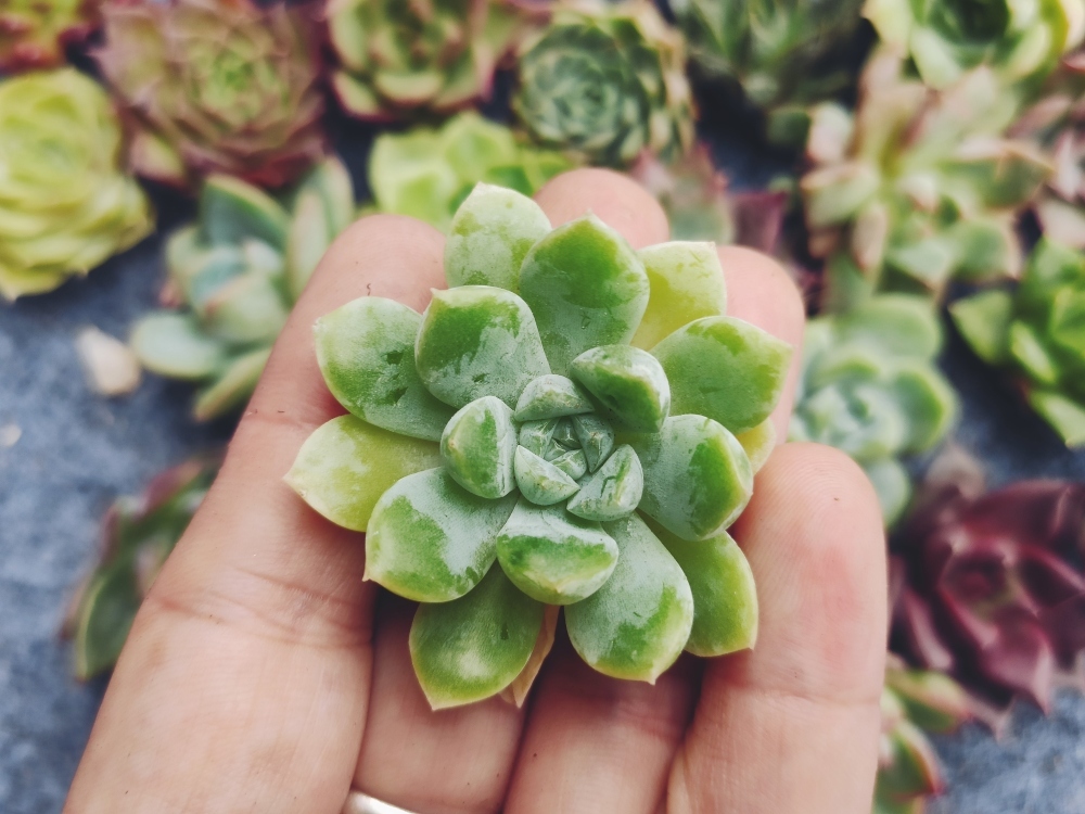 多肉植物 エケベリア | セット 多肉植物5種類 多肉永遠オリジナル名札