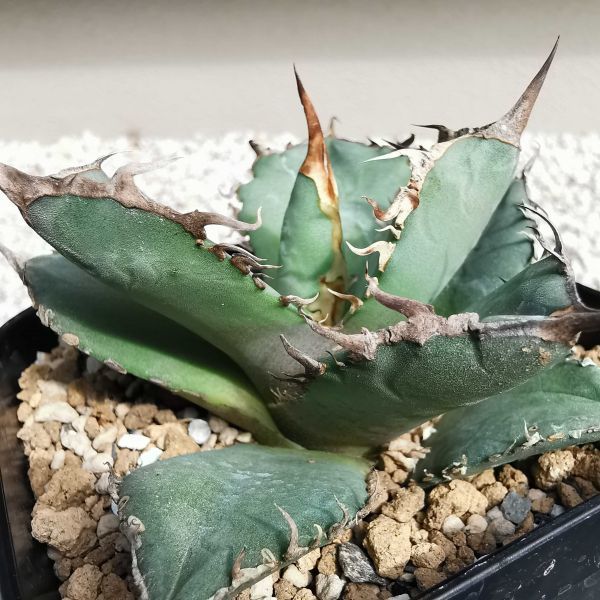 アガベ Blue Diamond ブラック&ブルー ブルーダイヤモンド 斑入り種