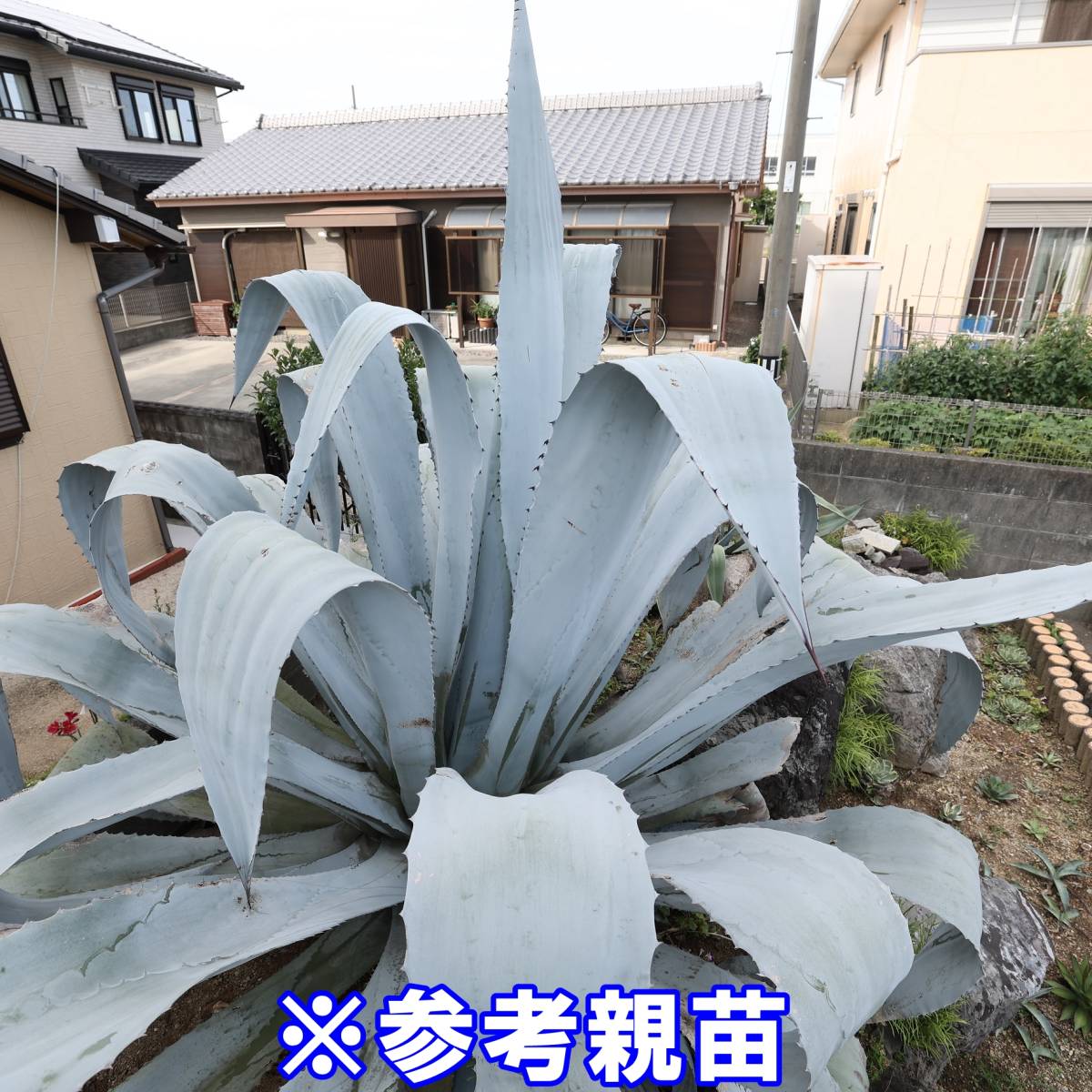 観葉植物 ホワイトアガベ フランゾシニー 大株