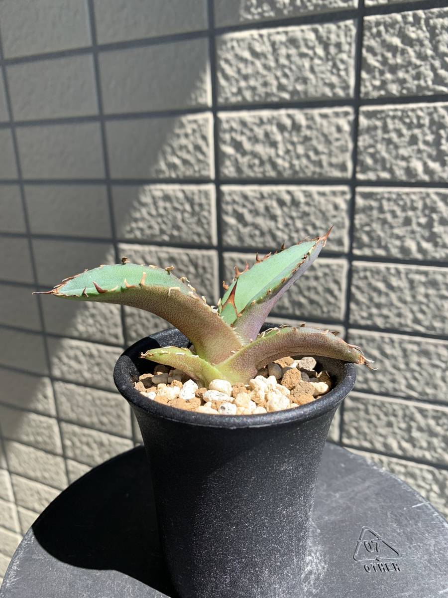 アガベ 白鯨 チタノタ Agave titanota 子株 カキコ 発根済み 1枚 アガベ 白鯨 チタノタ Agave titanota 子株 カキコ 発根済み 1枚