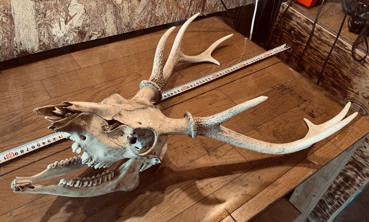 鹿の角 鹿角 ⑥