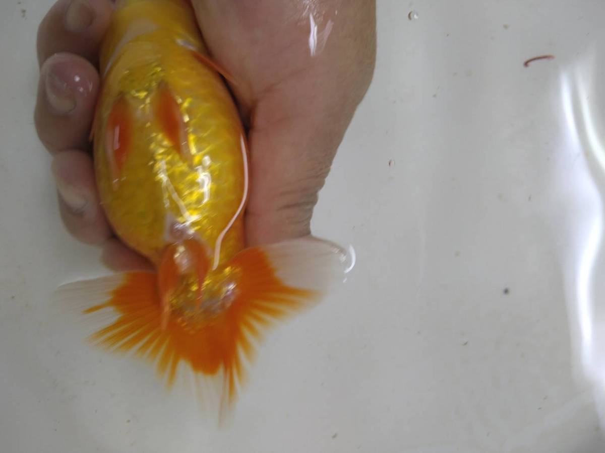 しまなみらんちゅう 当歳魚 No4 【公式通販】