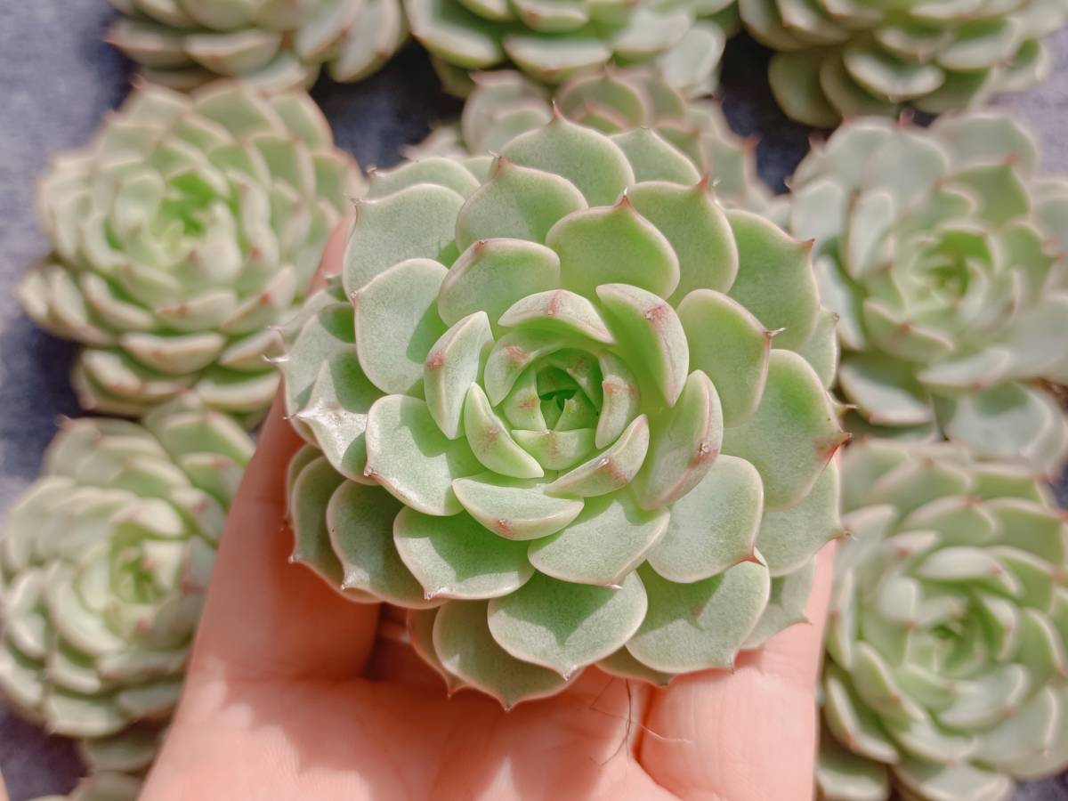 ベンバディス 多肉植物 カット苗 未根 公式通販 – 多肉植物の通販 