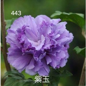 ムクゲのヤフオク の相場 価格を見る ヤフオク のムクゲのオークション売買情報は27件が掲載されています