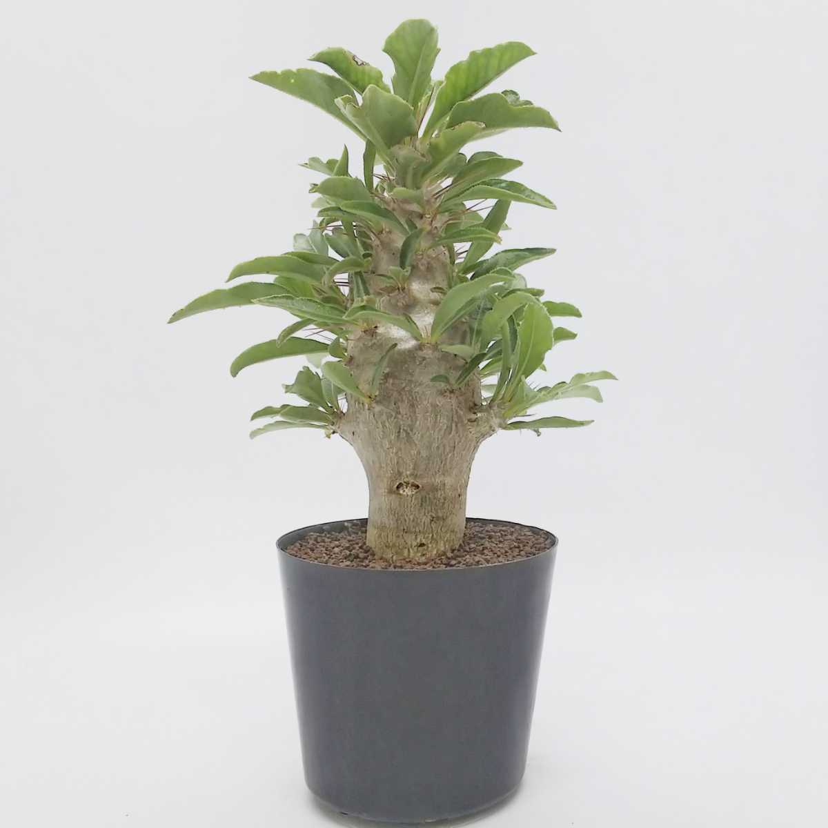 白馬城/パキポディウム サンデルシー Pachypodium lealii var 