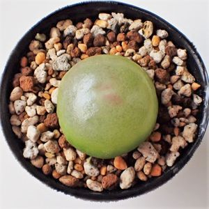 ブルゲリのヤフオク の相場 価格を見る ヤフオク のブルゲリのオークション売買情報は161件が掲載されています