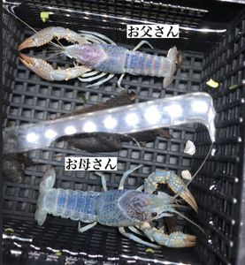 ザリガニのヤフオク の相場 価格を見る 5ページ目 ヤフオク のザリガニのオークション売買情報は791件が掲載されています