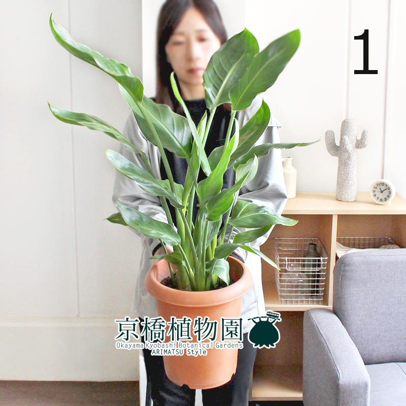 現品】ストレチア/ストレリチア・レギネ 8号（1）Strelitzia reginae