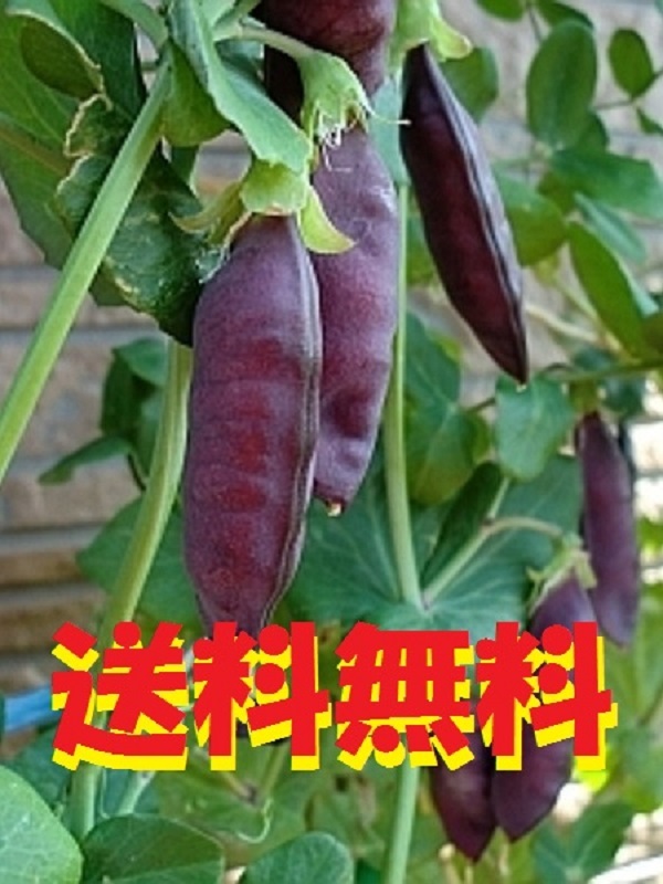 あり 令和3年6月採種 無農薬 種50粒 実質60粒前後 古代エンドウ豆 ツタンカーメン豆 1 野菜 売買されたオークション情報 Yahooの商品情報をアーカイブ公開 オークファン Aucfan Com