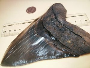 メガロドン 化石のヤフオク の相場 価格を見る ヤフオク のメガロドン 化石のオークション売買情報は14件が掲載されています