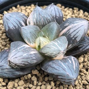 オブツーサ 水晶のヤフオク の相場 価格を見る ヤフオク のオブツーサ 水晶のオークション売買情報は33件が掲載されています