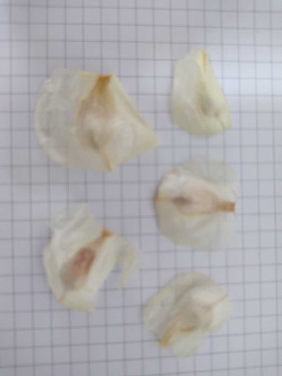 すると 奇想天外 種 10個セット I2myr M はありませ