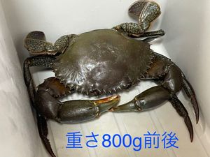 ノコギリガザミのヤフオク の相場 価格を見る ヤフオク のノコギリガザミのオークション売買情報は64件が掲載されています