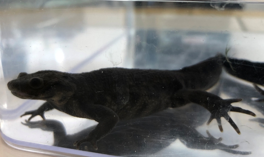 イベリアトゲイモリ 17年繁殖個体アダルト 雌雄ペア イモリ サラマンダー 売買されたオークション情報 Yahooの商品情報をアーカイブ公開 オークファン Aucfan Com