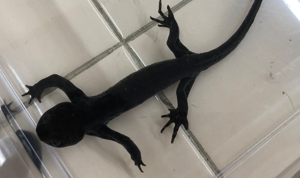 イベリアトゲイモリ 17年繁殖個体アダルト 雌雄ペア イモリ サラマンダー 売買されたオークション情報 Yahooの商品情報をアーカイブ公開 オークファン Aucfan Com