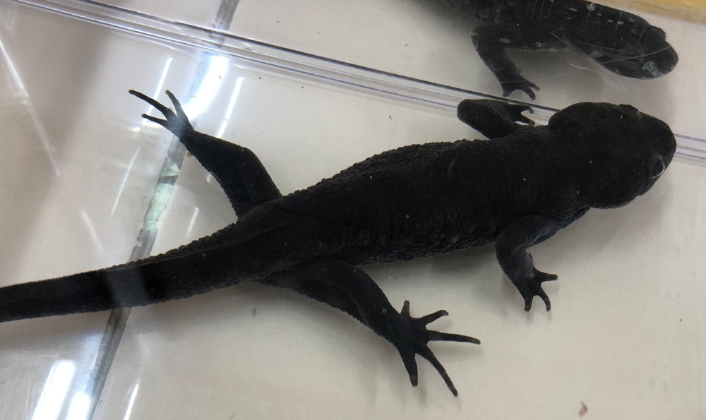 イベリアトゲイモリ 17年繁殖個体アダルト 雌雄ペア イモリ サラマンダー 売買されたオークション情報 Yahooの商品情報をアーカイブ公開 オークファン Aucfan Com