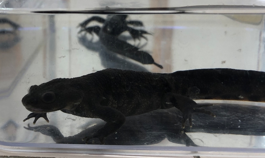 イベリアトゲイモリ 17年繁殖個体アダルト 雌雄ペア イモリ サラマンダー 売買されたオークション情報 Yahooの商品情報をアーカイブ公開 オークファン Aucfan Com