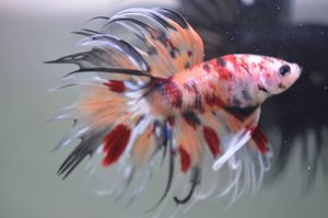 クラウンテール ベタのヤフオク の相場 価格を見る ヤフオク のクラウンテール ベタのオークション売買情報は76件が掲載されています