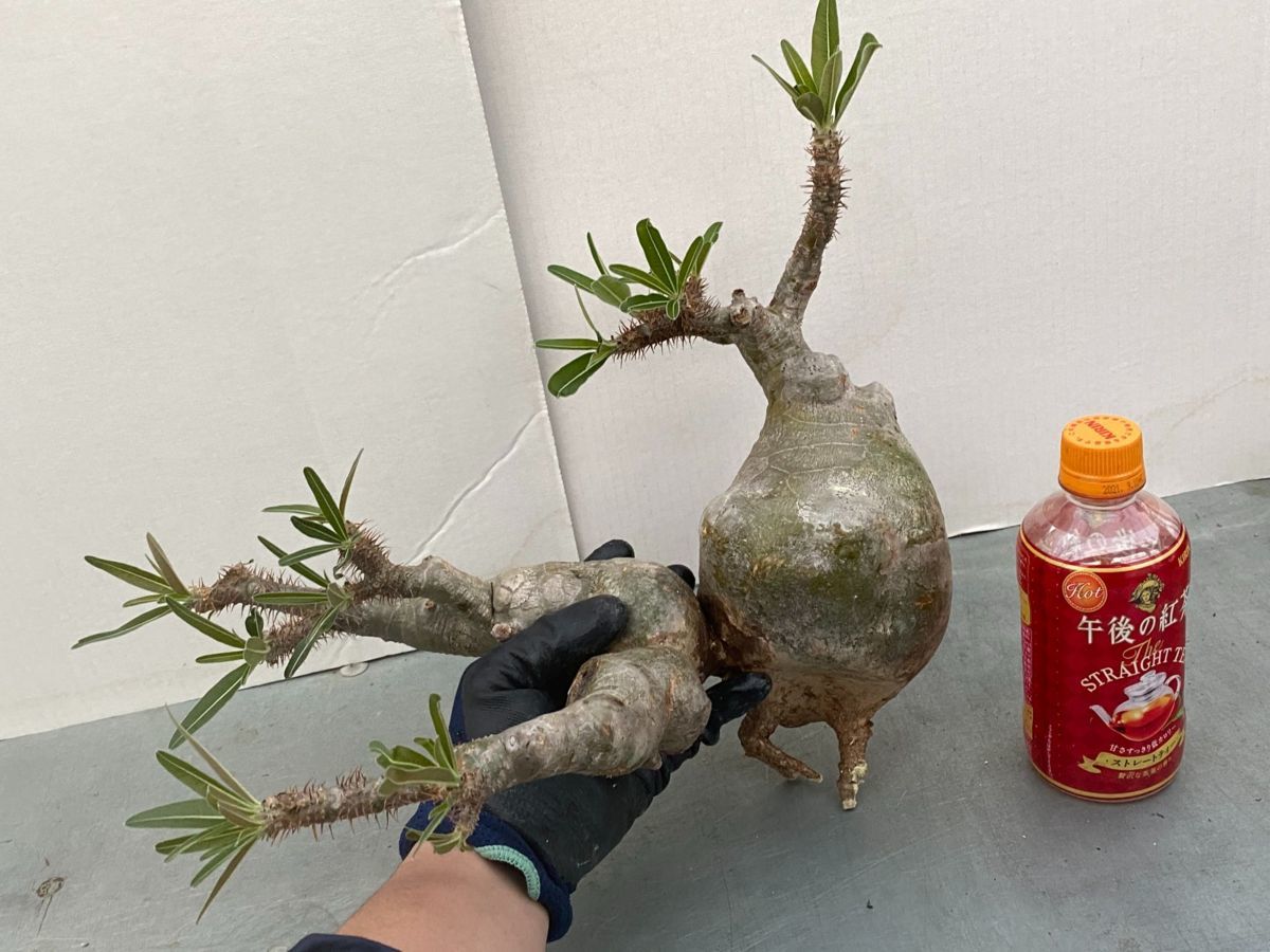 マ370 【塊根植物・現地株】パキポディウム グラキリス M 多頭【そろそろ植えます・マダガスカル・抜き苗・Pachypodium gracilius】