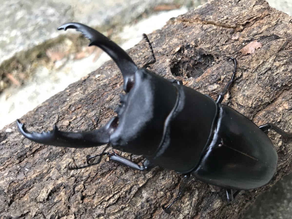 HOT，人気セールウンナンヒラタ 75&times;38.5 ペア(外国産)｜売買されたオークション情報、yahooの商品情報をアーカイブ公開 - オークファン 外国産