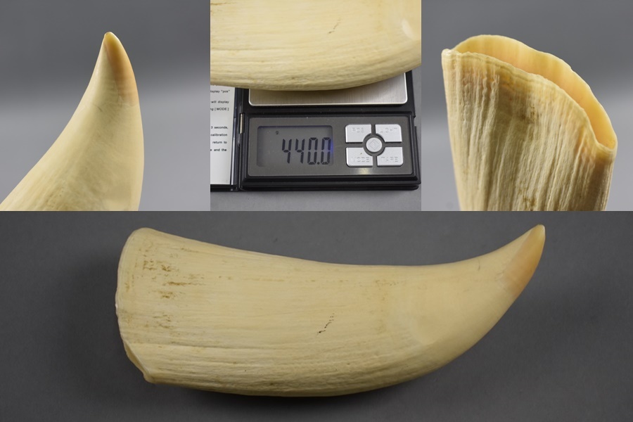 マッコウクジラ 抹香鯨 歯 鯨歯 クジラ歯 希少 一本 重量約216.5g