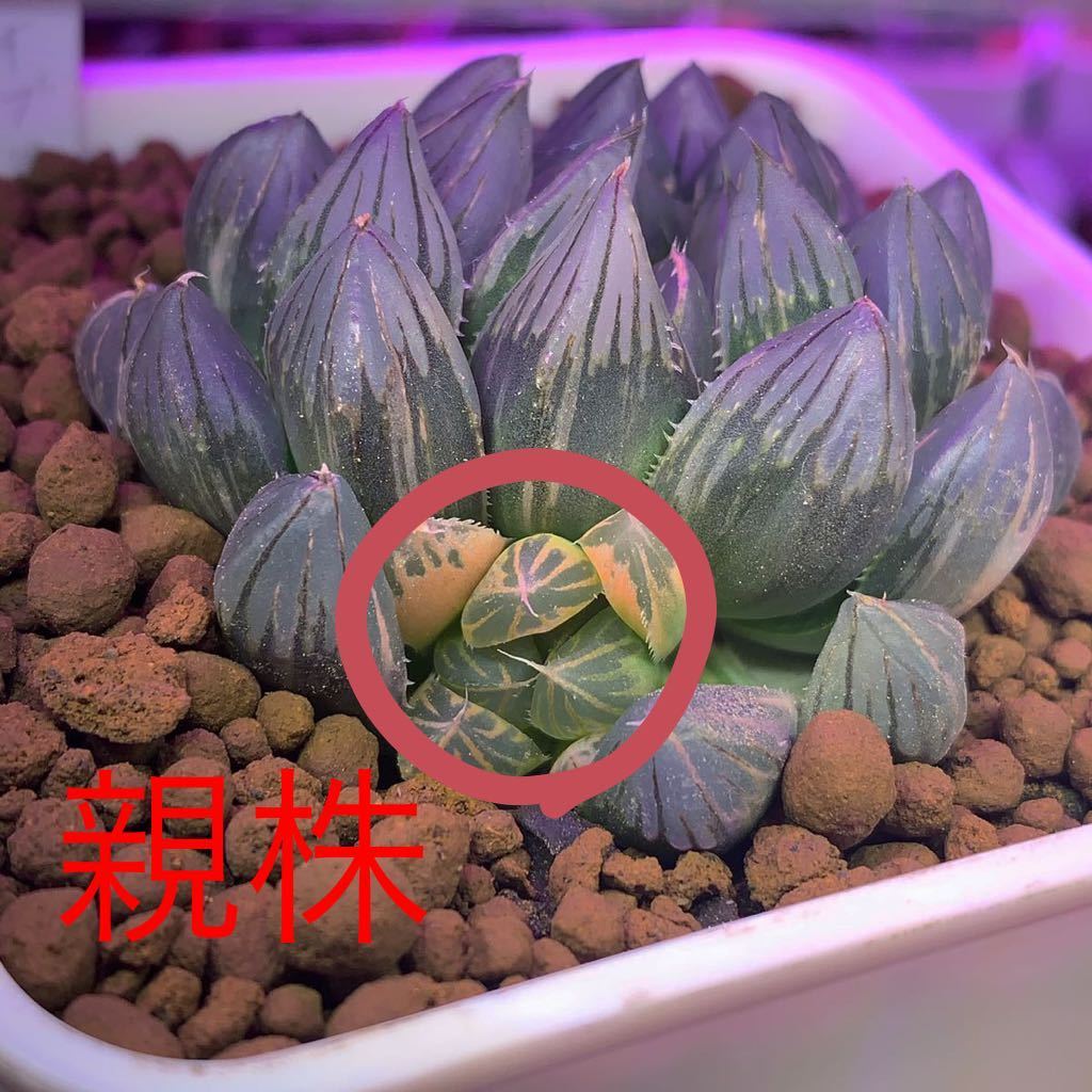ハオルチア サボテン 多肉植物 ブラックオブツーサ錦カキコ育成 ハオルチア サボテン 多肉植物 ブラックオブツーサ錦カキコ育成