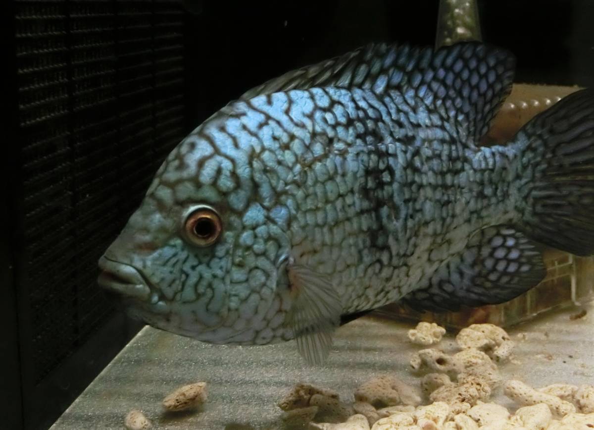 2025，お買い得 極美 テキサスシクリッド 約１６ｃｍ １匹(淡水魚)｜売買されたオークション情報、yahooの商品情報をアーカイブ公開 - オークファン その他