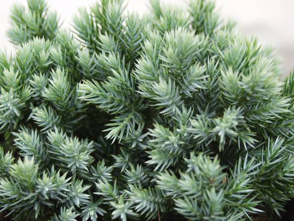 コニファー　ブルースター_1