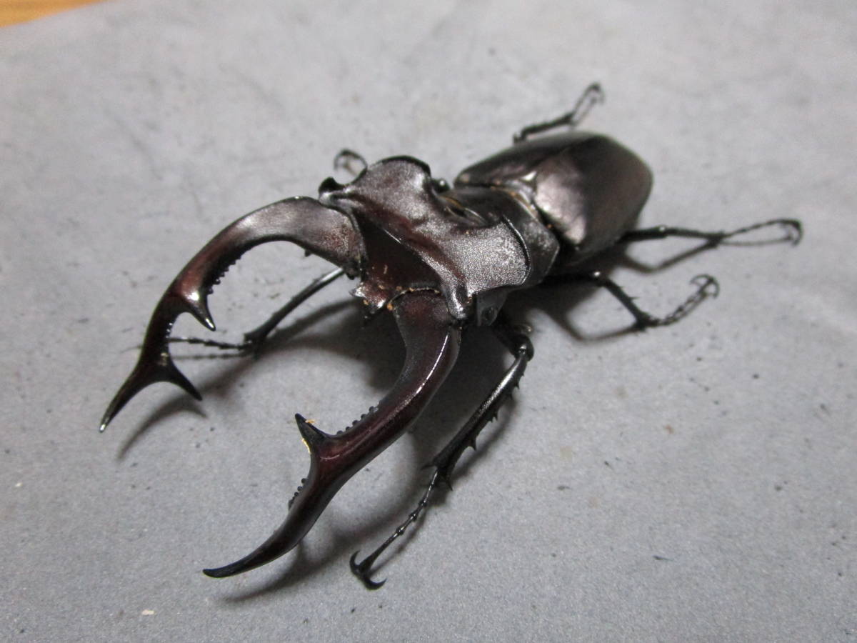 正規品，HOTアクベシアヌスミヤマ ペア ♂９２mm ♀４２mm(外国産)｜売買されたオークション情報、yahooの商品情報をアーカイブ公開 - オークファン 外国産