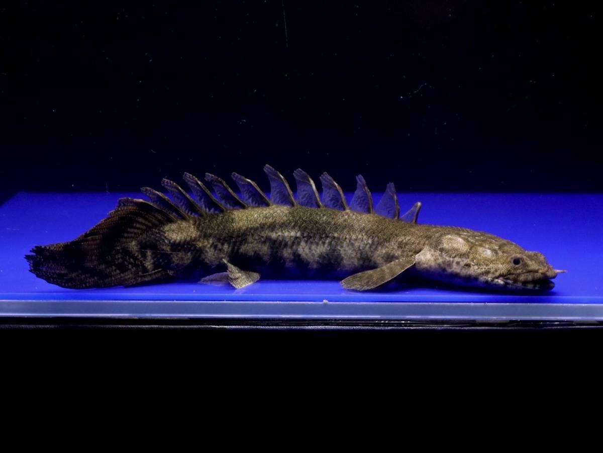 エンドリケリーショートボディ±19cm | VOSKENIWINES.COM