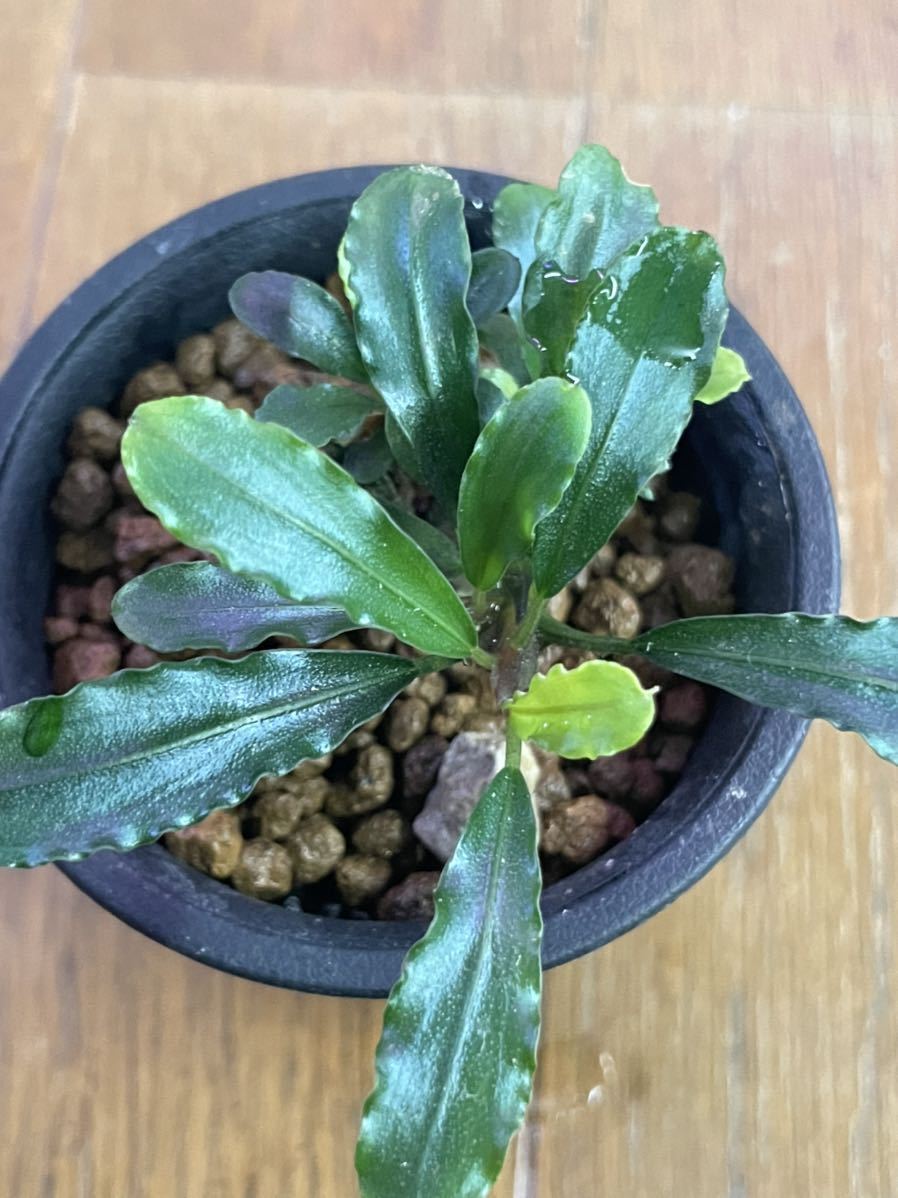Bucephalandra sp. Murung raya【LA0813-1】 【公式通販】
