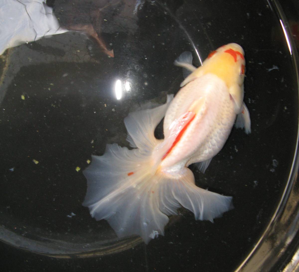 土佐錦 早い 土佐金 土佐錦魚 公式通販 白勝ち更紗 浜松 ☆優良