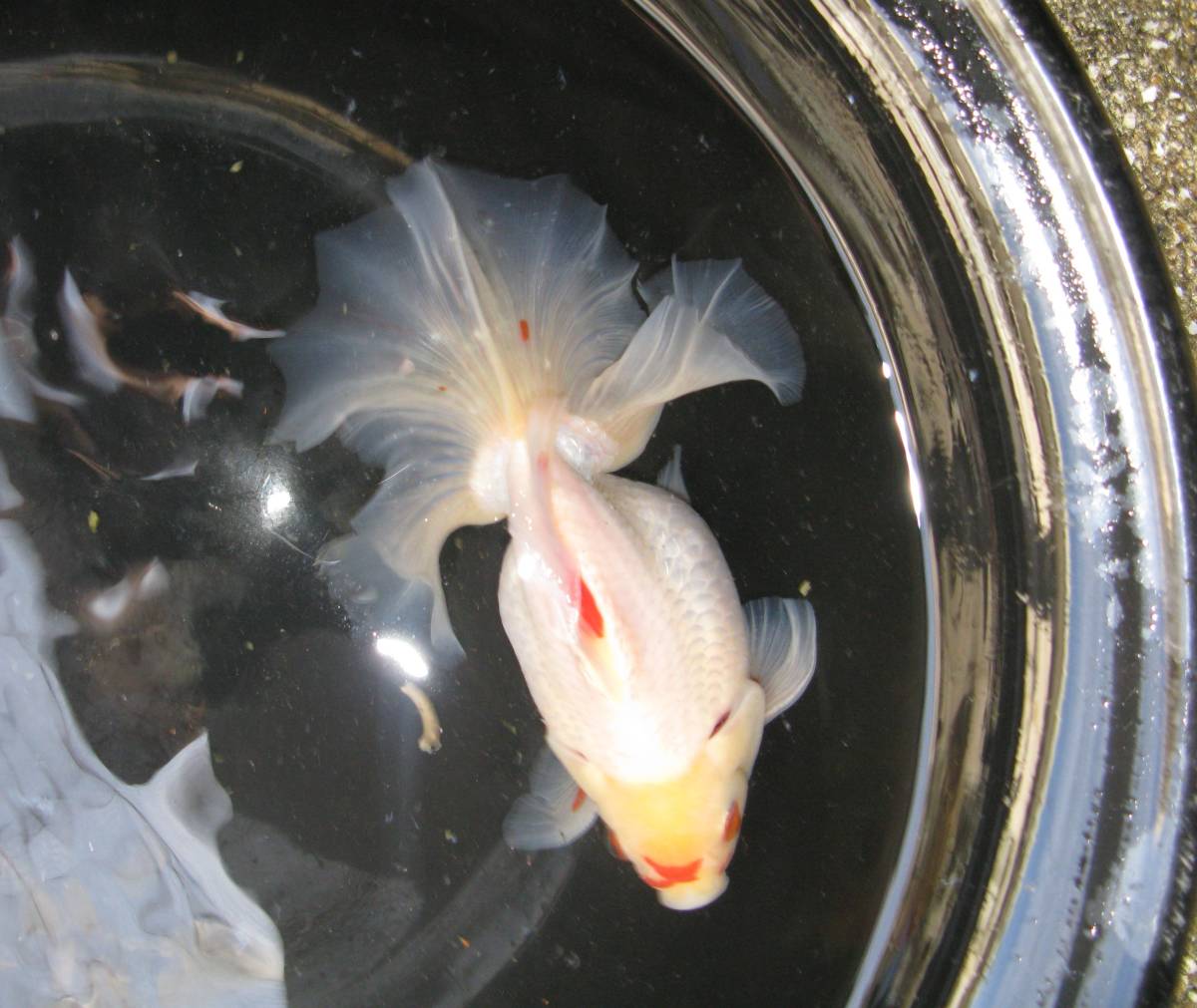 土佐錦 早い 土佐金 土佐錦魚 公式通販 白勝ち更紗 浜松 ☆優良