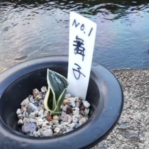 万年青　オモト　舞子　青 万年青(おもと)舞子(まいこ)No.1 万年青(おもと)舞子です 【公式通販】