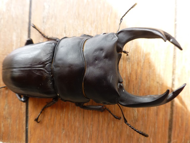 ツツイ シカクワガタ ペア - INSECT ULTIMA WDラオス産ツツイシカ