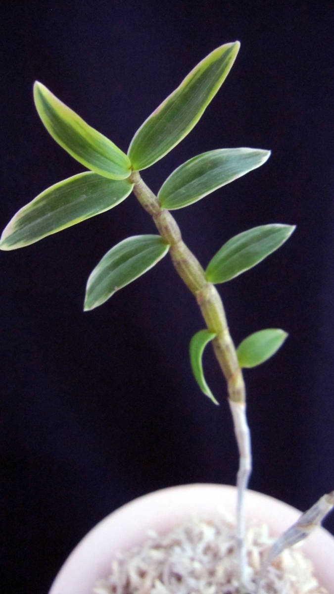 ♪♪キバナノセッコク鹿児島産 『美峰錦』 富貴蘭 長生蘭 野生ラン セッコク 山野草♪♪