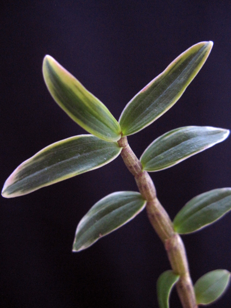 ♪♪キバナノセッコク鹿児島産 『美峰錦』 富貴蘭 長生蘭 野生ラン セッコク 山野草♪♪