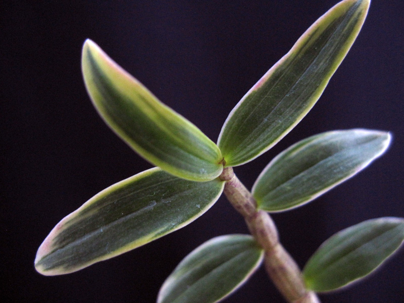 ♪♪キバナノセッコク鹿児島産 『美峰錦』 富貴蘭 長生蘭 野生ラン セッコク 山野草♪♪