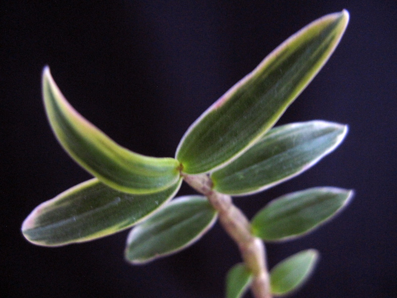 ♪♪キバナノセッコク鹿児島産 『美峰錦』 富貴蘭 長生蘭 野生ラン セッコク 山野草♪♪