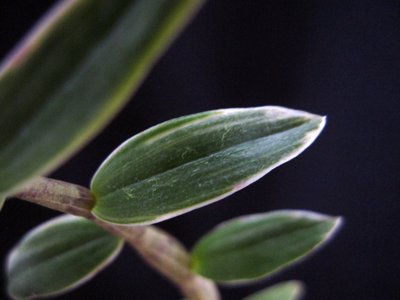 ♪♪キバナノセッコク鹿児島産 『美峰錦』 富貴蘭 長生蘭 野生ラン セッコク 山野草♪♪
