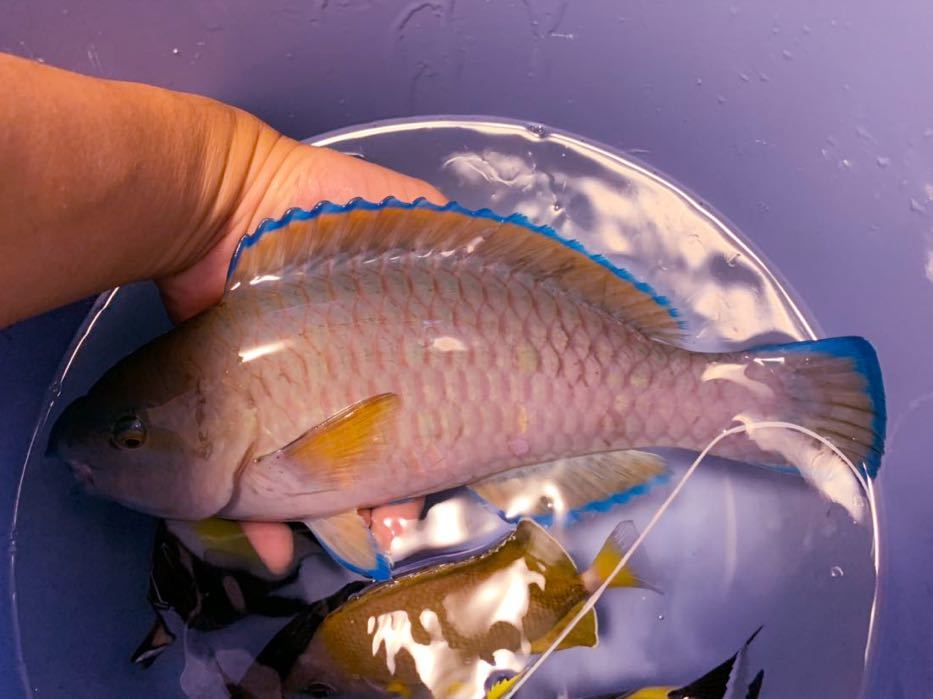 南紀熊野産海水魚 アオブダイ 約26cm 粒餌 クリルok個体 淡水浴済 海水魚 売買されたオークション情報 Yahooの商品情報をアーカイブ公開 オークファン Aucfan Com