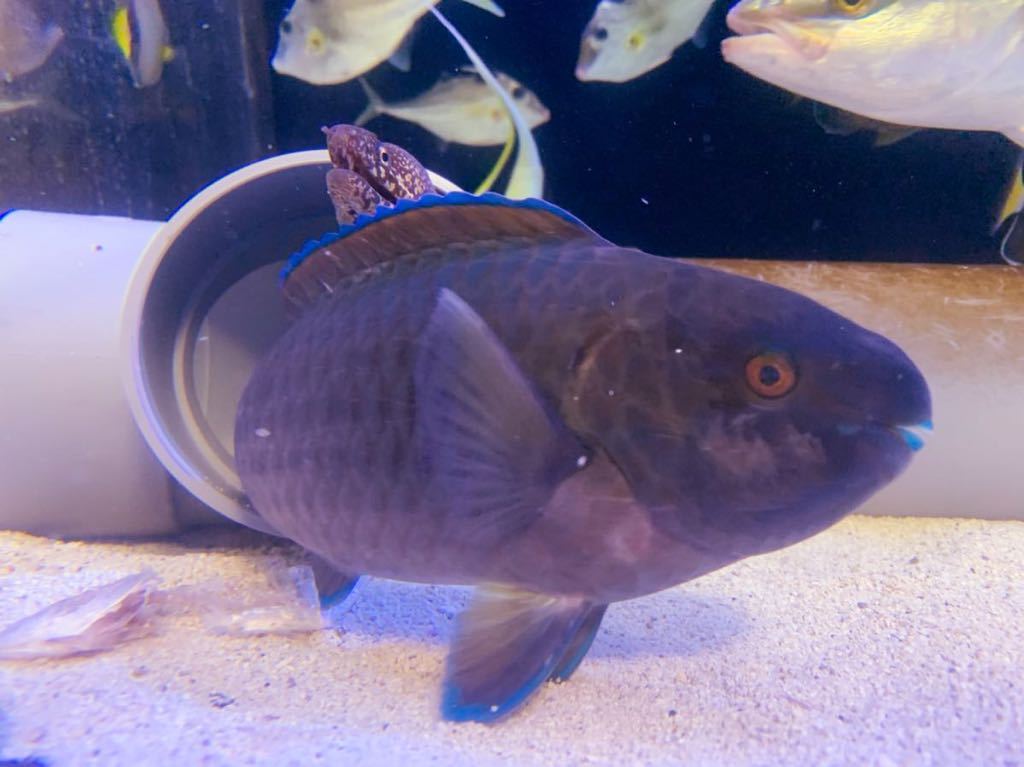 南紀熊野産海水魚 アオブダイ 約26cm 粒餌 クリルok個体 淡水浴済 海水魚 売買されたオークション情報 Yahooの商品情報をアーカイブ公開 オークファン Aucfan Com