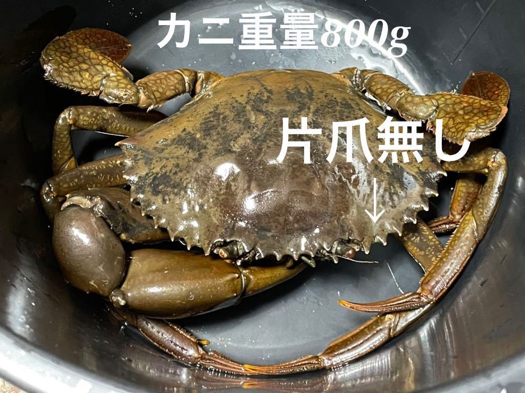 訳あり大特価 800g オス ノコギリガザミ ドウマンガニ ドウマン ドウマン蟹 どうまんがに どうまん どうまん蟹 蟹 忘年会 年越し その他 売買されたオークション情報 Yahooの商品情報をアーカイブ公開 オークファン Aucfan Com