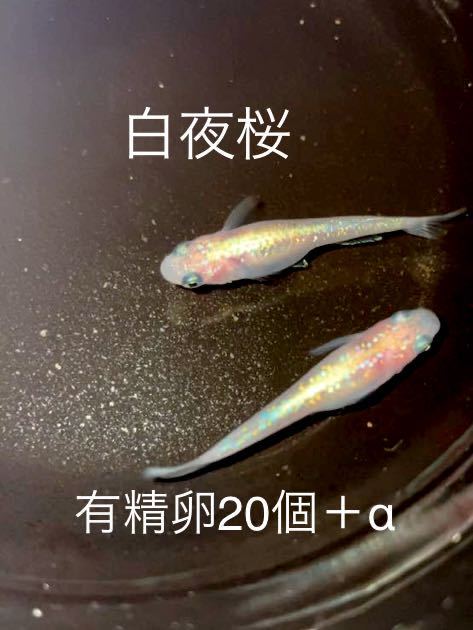 白夜桜 めだか 有精卵個 A 体外光 ラメ ホワイト 夜桜 キレイ かわいい 雪メダカ その他 売買されたオークション情報 Yahooの商品情報をアーカイブ公開 オークファン Aucfan Com