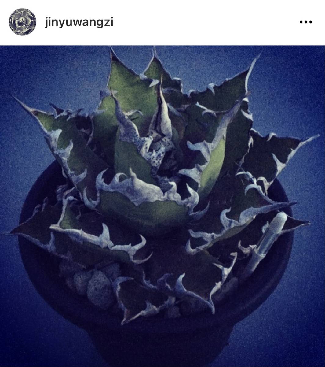 アガベ 多肉植物 オバティフォリア オルカ中斑 鯨魚舌頭中斑 激レア