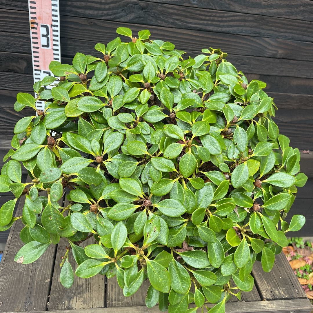 希少・キバナシャクナゲ小葉性現品管理1101植木・苗木・庭木 希少・キバナシャクナゲ小葉性現品管理1101植木・苗木・庭木